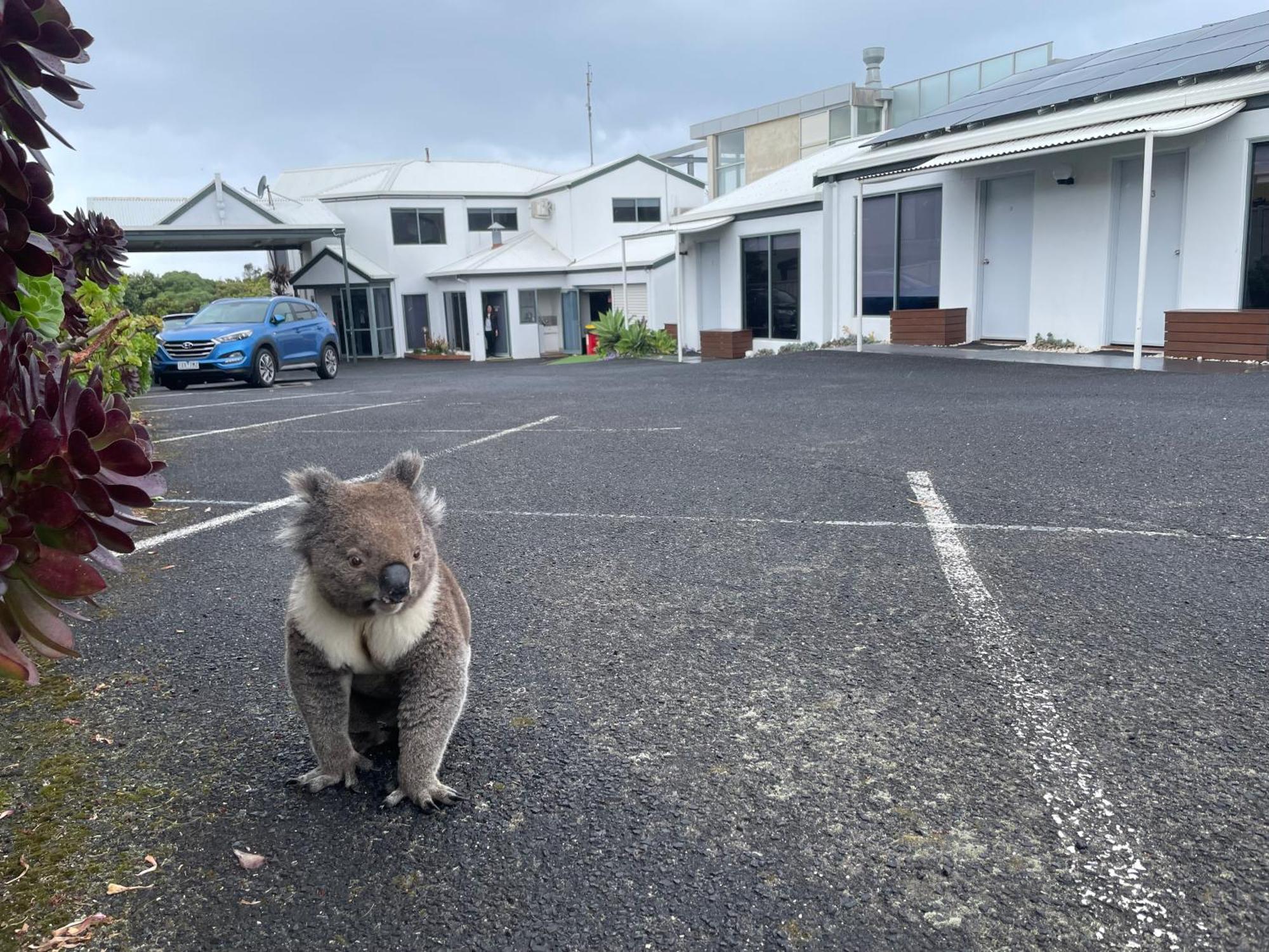 Coastal Motel Apollo Bay Εξωτερικό φωτογραφία